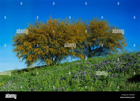 Texas Bluebonnet Lupinus texensis and Huisache tree Acacia farnesiana ...