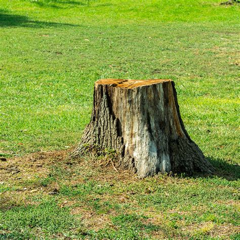 Tree Stump Removal Services Tree Maintenance Ltd