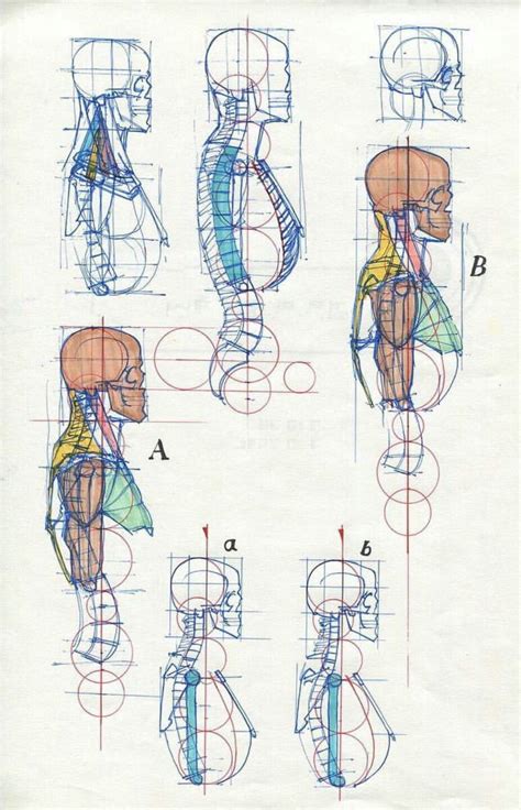 Figure Drawing Reference Anatomy Reference Art Reference Poses Human