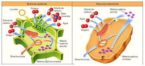 La NutriciÓn Celular Tu GuÍa De Aprendizaje