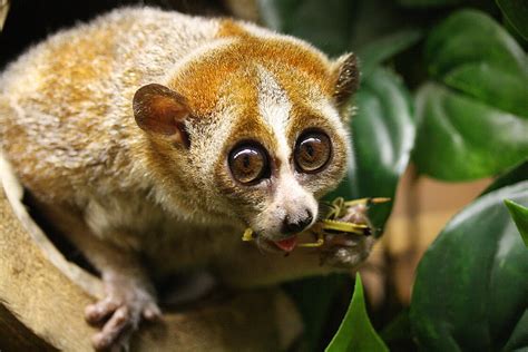 Pygmy Slow Lorises: Meet them at Zoo Leipzig!