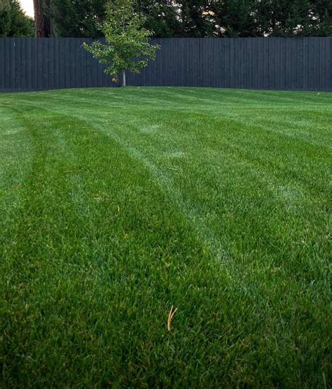 Cool Season Plans For Warmer Climate Lawn Addicts