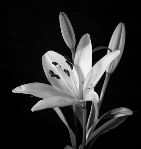 Black And White Lily Photography