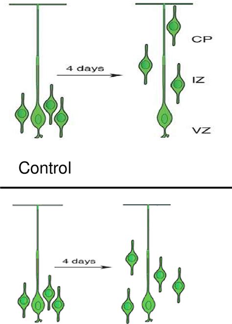 Figure From The Expression Profile Of Kiaa Like In Chick Embryos