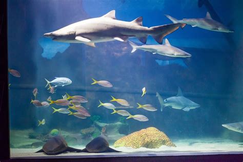 Greater Cleveland Aquarium Aquariums Reviews Yelp