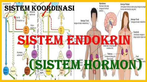 Sistem Endokrin Sistem Hormon Pada Manusia YouTube