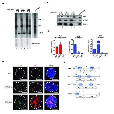 Ctcf Is Associated With The Viral Genome And Localizes To Mvm