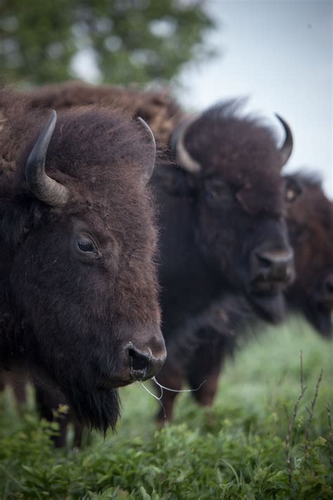 Conservation Photographer and Filmmaker | Bison-Recovery | 5