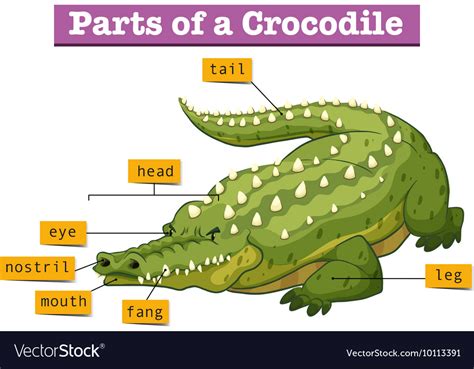 Diagram Showing Parts Of Crocodile Royalty Free Vector Image