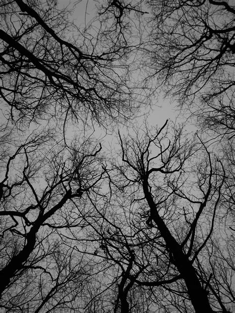 Fotos Gratis Rbol Bosque Rama Invierno En Blanco Y Negro Planta