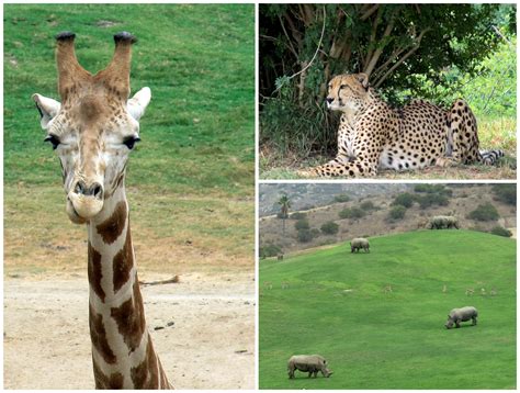 life  dylan summer safari    strong  san diego zoo