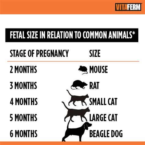 Cow Pregnancy Stages