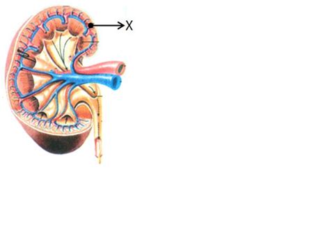 Perhatikan Gambar Ginjal Berikut Bagian Yang Ditunjuk Adalah Riset