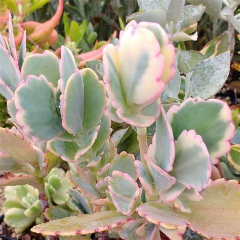 Kalanchoe fedtschenkoi variegata - Cuttings - Sunnyplants.com