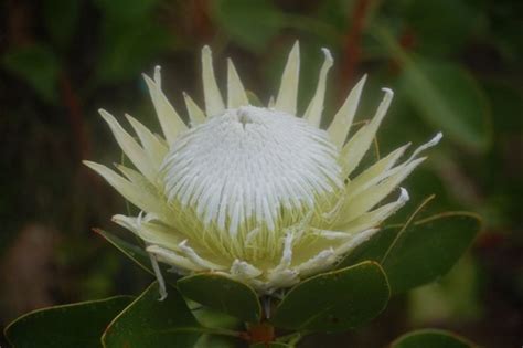 Protea King White Protea Proteas And Leucadendrons Flowers By