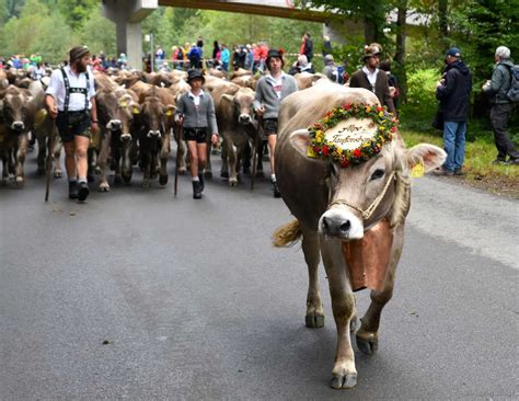 Brauchtum Viehscheid 2017 In Oberstdorf