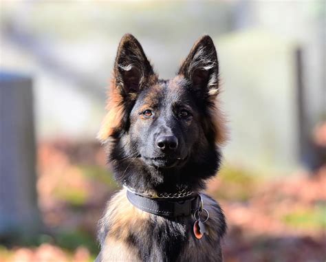 German Shepard Photograph By Jo Ann Matthews Fine Art America