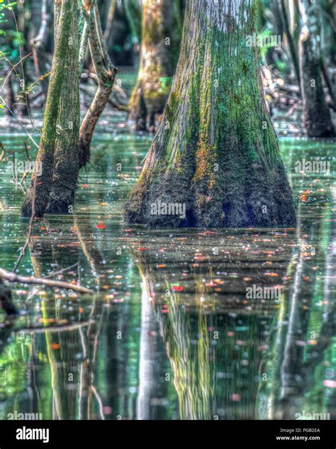 Bald Cypress Trees Reflection In Hi Res Stock Photography And Images