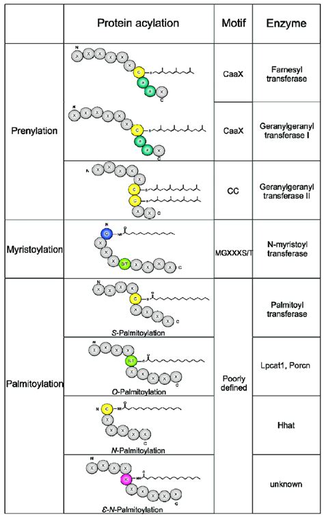 Lipid modifications. Prenylation, myristoylation, and palmitoylation ...