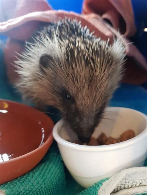 Hedgehog Awareness Week Pet Samaritans