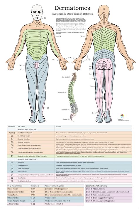 "Dermatomes, Myotomes and DTR Poster - 20\" X 30\" Custom designed ...