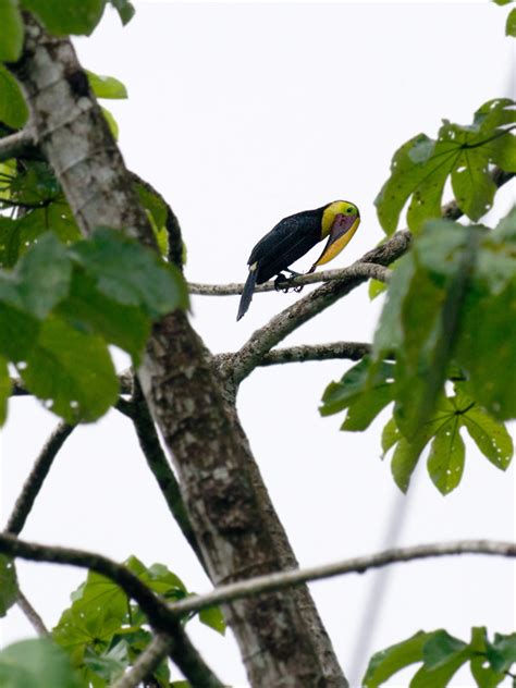 Yellow-throated Toucan / Ramphastos ambiguus photo call and song