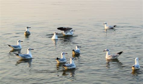 Siberian Birds In The Sangam City Prayagraj During The Sunset Siberian