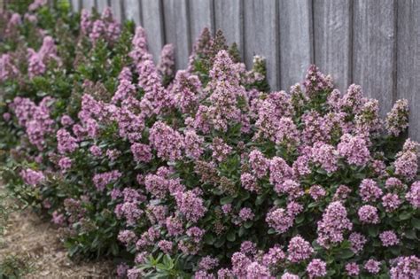 Concept Plants Escallonia Leavis Pink Elle Lades Pp23984