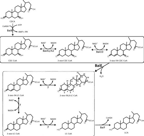 Microbial Synthesis Of Secondary Bile Acids From Primary Bile Acids In Download Scientific