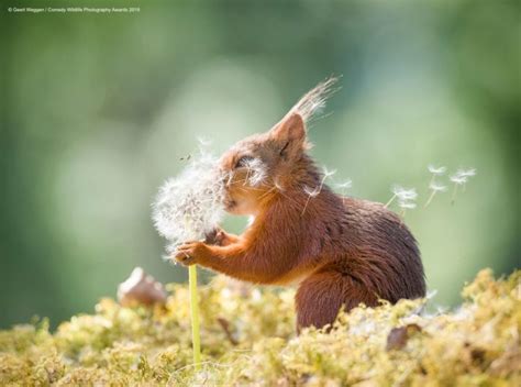 Top Des Images Les Plus Dr Les Des Animaux Sauvages