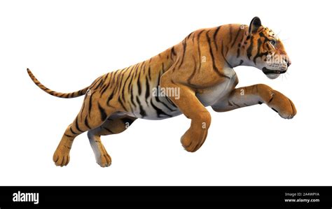 Tiger Running Animal Isolated On White Background Stock Photo Alamy