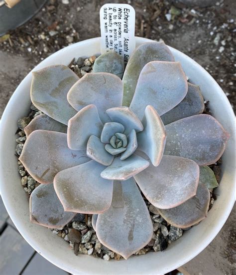 Echeveria Asante Sana Suculentas Cactos E Suculentas Cactos