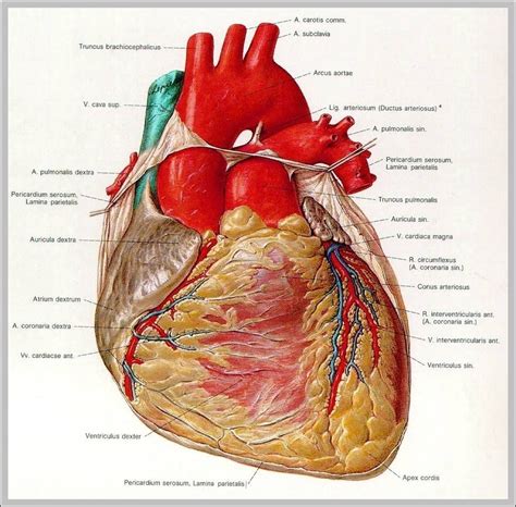 Heart Location In Human Body Image | Anatomy System - Human Body ...