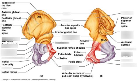 Bio Lab Practical Lcc Pelvis Diagram Quizlet