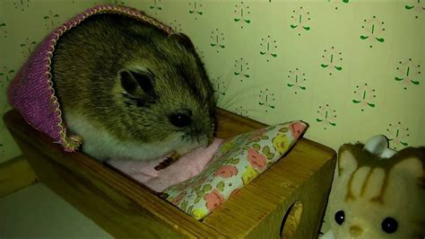 Tiny Hamster Eats Snack In Tiny Cradle Youtube