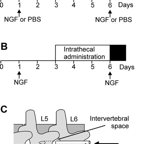 Resting Activity Of Dorsal Horn Neurons A Original Registrations From