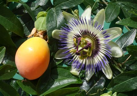 Gele Passievrucht Vanaf Bijzonder Klimfruit Fruitbomen Net