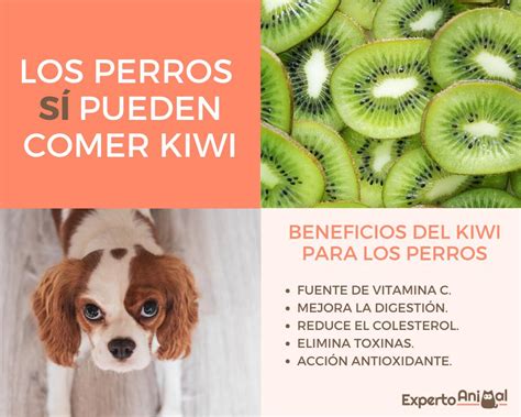 Introducir 151 Images Los Perros Pueden Comer Manzana Viaterra Mx