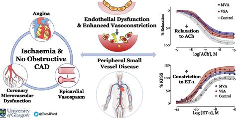 Systemic microvascular dysfunction in microvascular and vasospastic ...