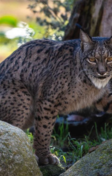 El lince ibérico deja de estar en peligro de extinción aunque sigue