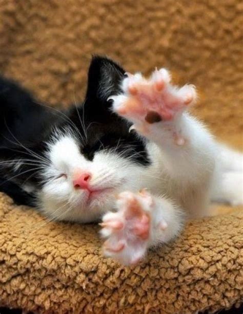 333 best Cats stretching images on Pinterest | Kitty cats, Cat love and Cat stretching