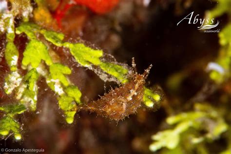 Bizarre Sea slug | Habitat, Marvel, Bali