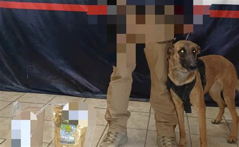 Binomio Canino Detecta Paquete Con Marihuana