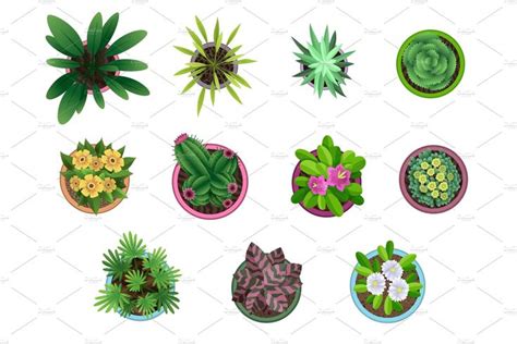 Collection of plant top view | Flower drawing, Plant vector, Plants