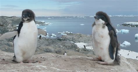 Dramatic decline in Adélie penguins near Mawson Australian Antarctic