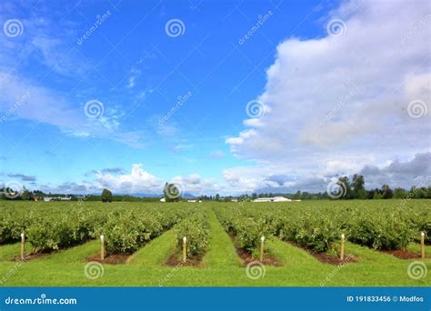 Newly Established Blueberry Farm Stock Photo Image Of Small Planted