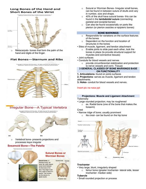 SOLUTION Anaphy Physiology Skeletal System Notes Studypool