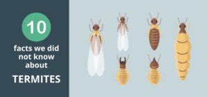 Interesting Facts About Termites In Australia Qs Pest Control