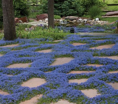 Creeping Thyme Garden Plant Herb Viable Seeds Uk Stock Free P P