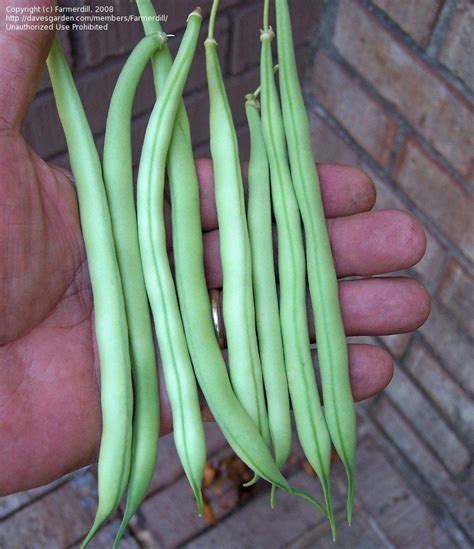 PlantFiles Pictures Snap Bean String Green Or French Bean Hialeah